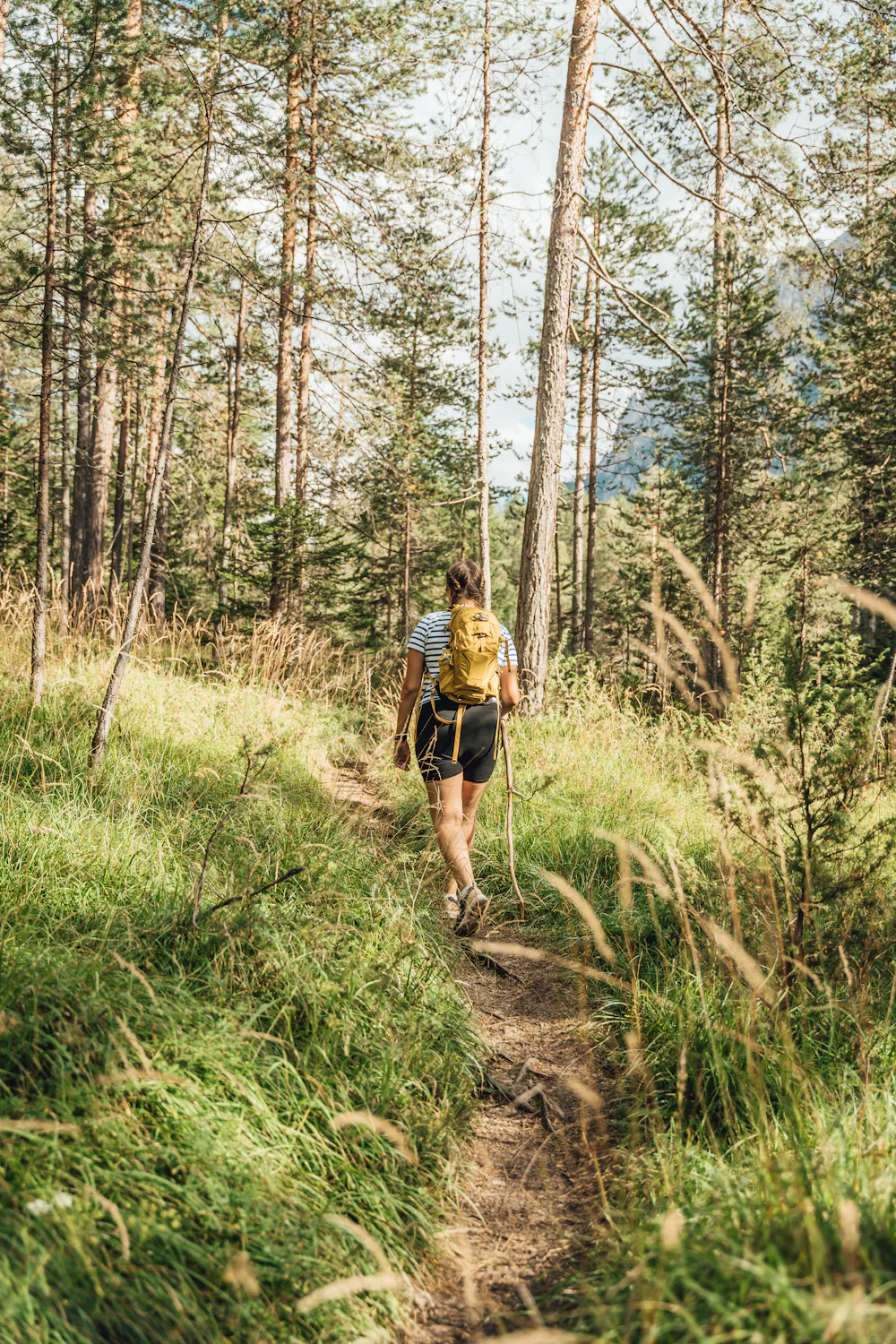 A hiker with a yellow backpack walks a grassy path through a pine forest.